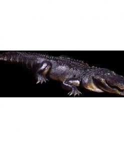 Vendor-unknown Attack Alligator All Products
