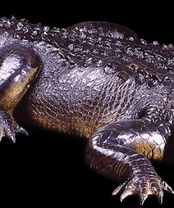 Distortions Unlimited Alligator Display All Products