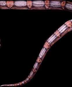 Distortions Unlimited Props Giant Snake