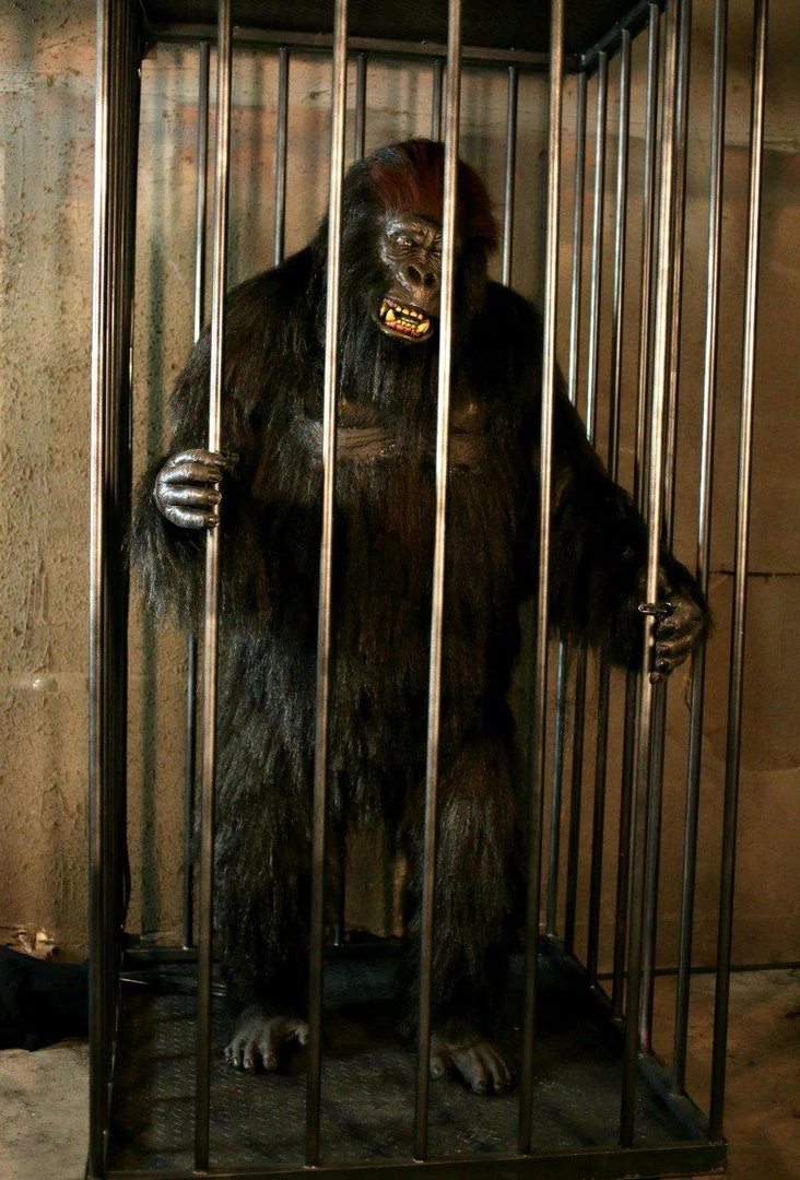 Distortions Unlimited Gorilla In A Cage Animation All Products 1 Distortions Unlimited Gorilla In A Cage Animation All Products